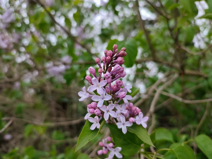 a purple flower grows on a tree with green leaves