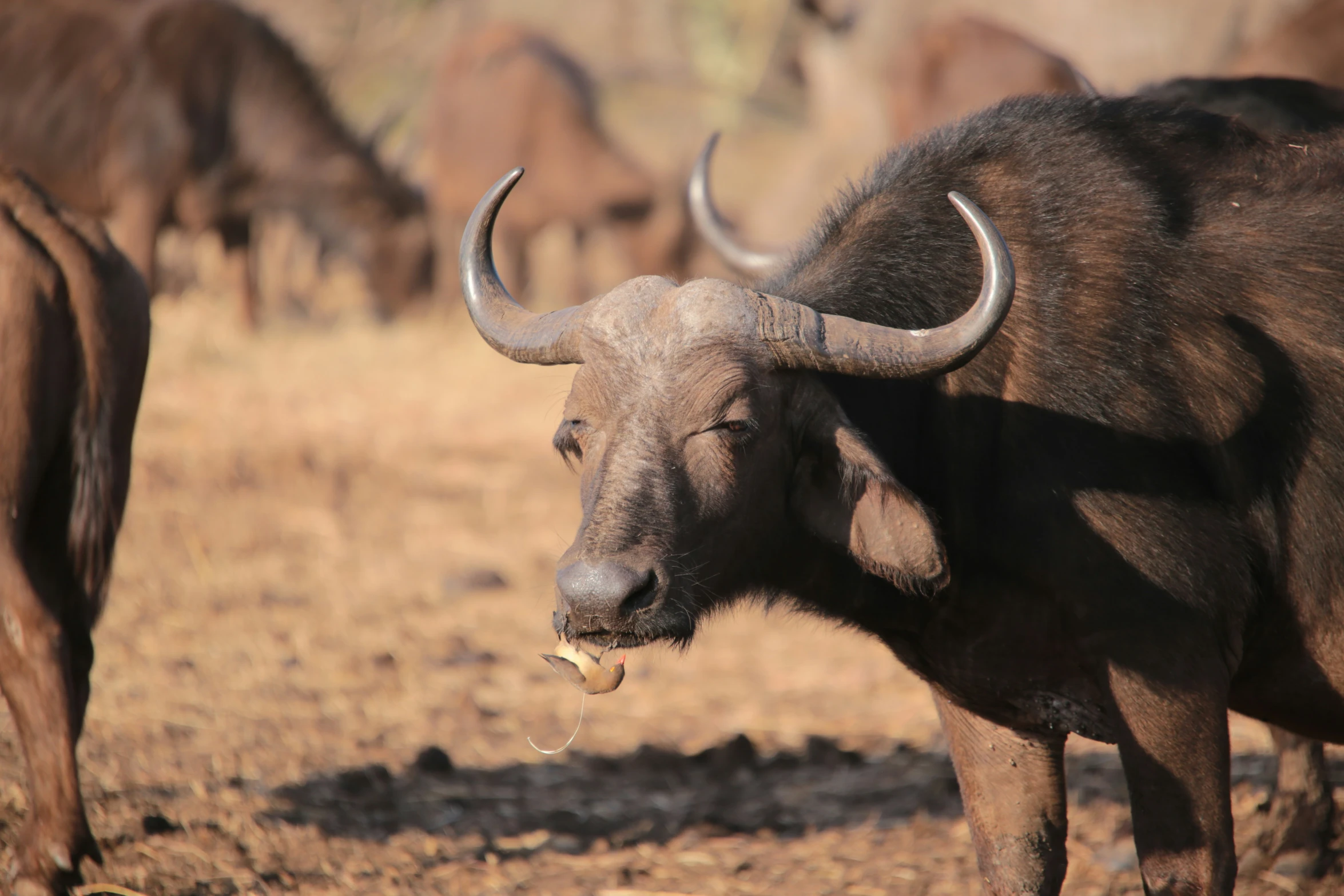 a herd of buffalo grazing in the dry grass