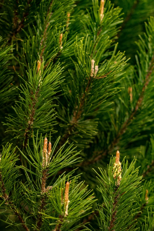 needles, yellow - tipped pine needles, and other green needles
