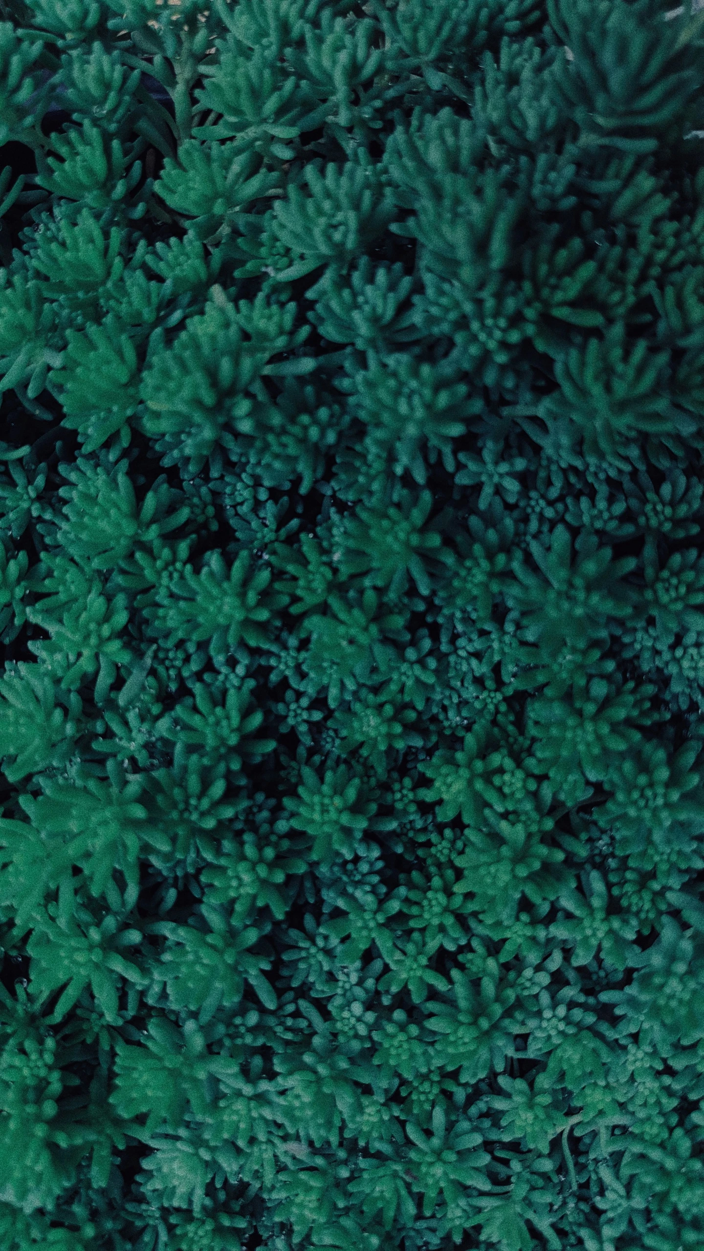 a lush green forest is seen from above