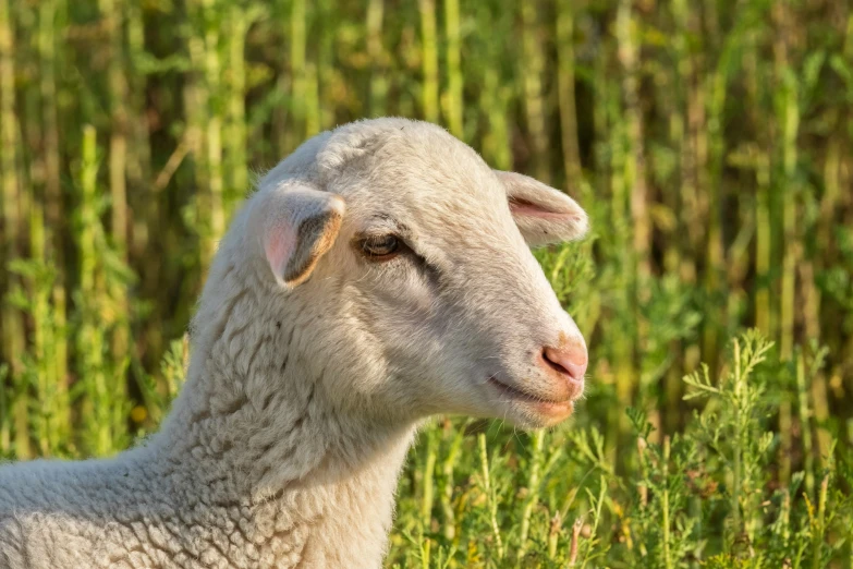 a close up of a sheep near the grass