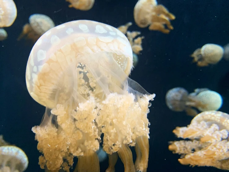 some small white and yellow jellyfish in an aquarium