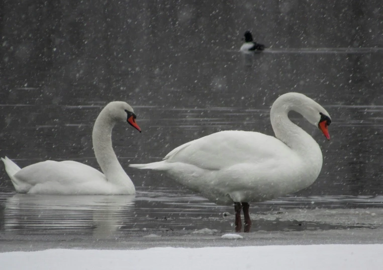 a couple of swans that are in the water