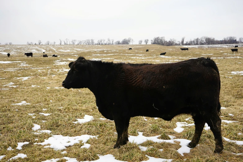 there is a black cow on the snow - covered ground