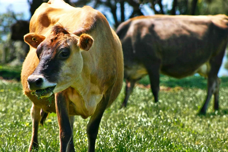 cows are grazing in the field with trees