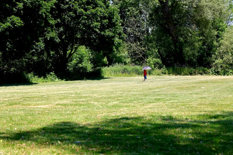 a lone red fire hydrant in a grassy area