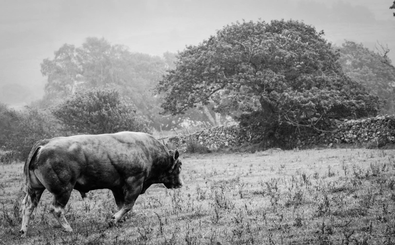 a cow walking through a field in front of trees