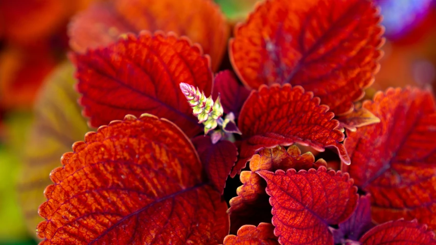 a closeup of some very pretty flowers