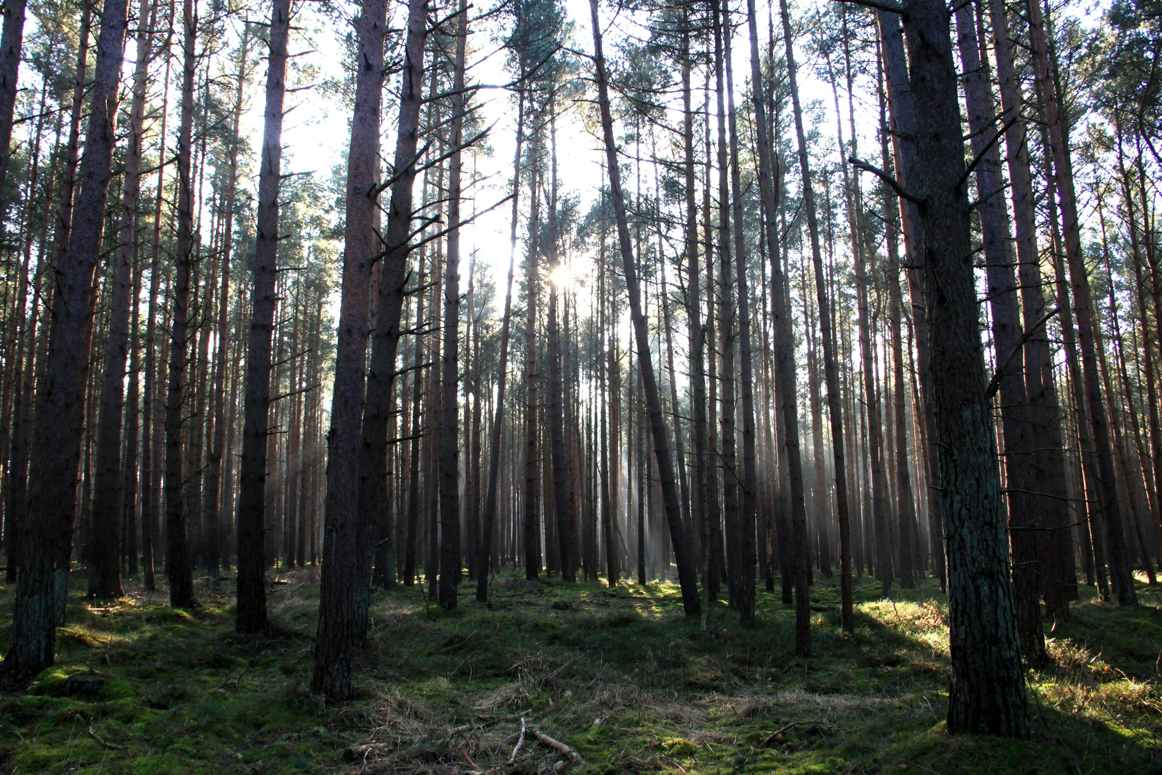 a group of tall trees in the middle of a forest