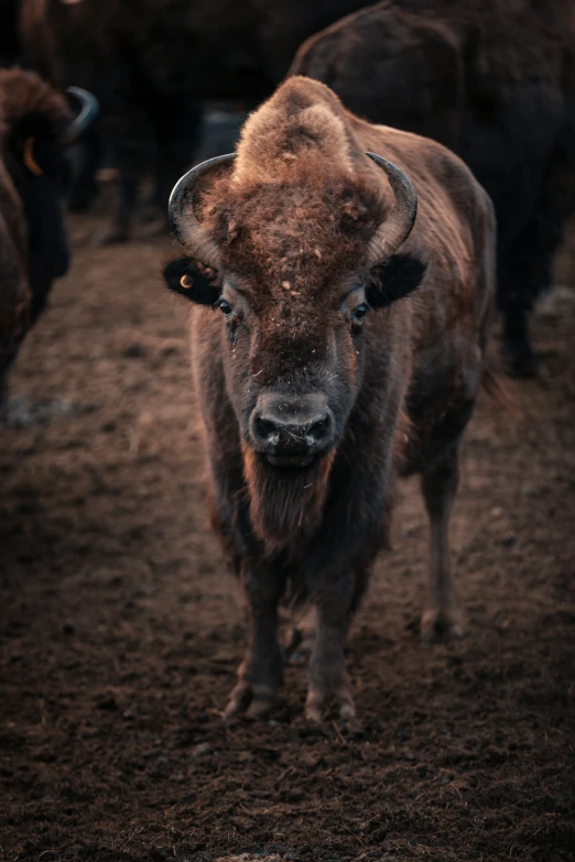 there are two buffalos walking around a field