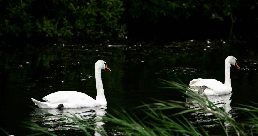 two swans swimming in a pond next to green vegetation