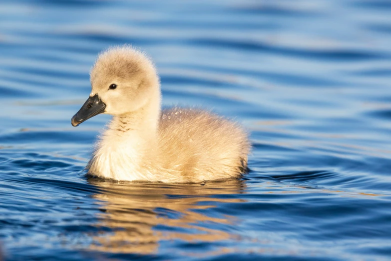 an adorable small white duck floating on the water