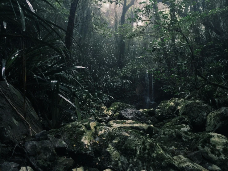 a lush green jungle filled with lots of trees