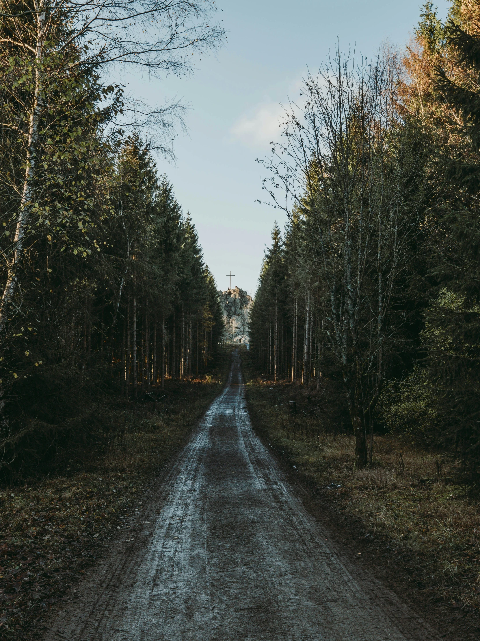 a road is lined with tall trees and grass