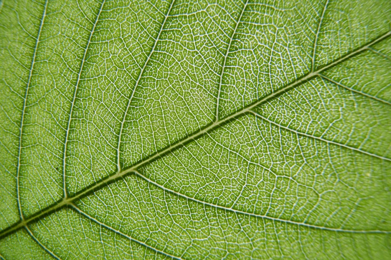 a close up s of a green leaf