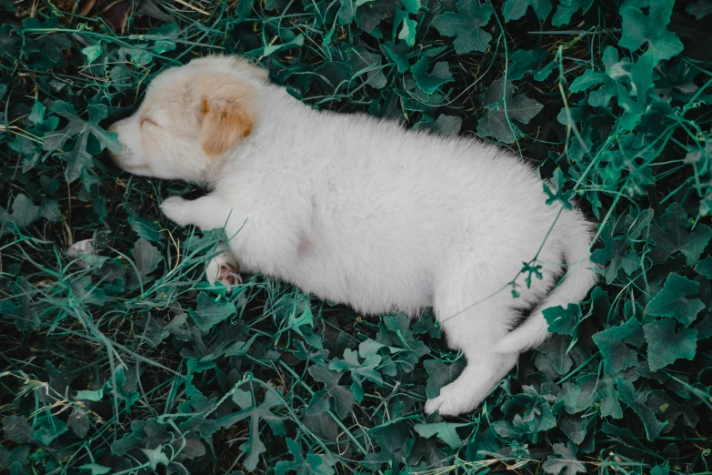 a white kitten laying on top of grass