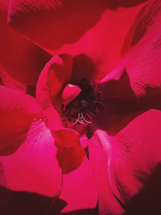 an image of pink flower that is being s in a different angle