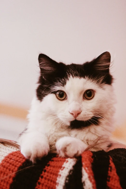 a white and black kitten is laying on top of a plaid