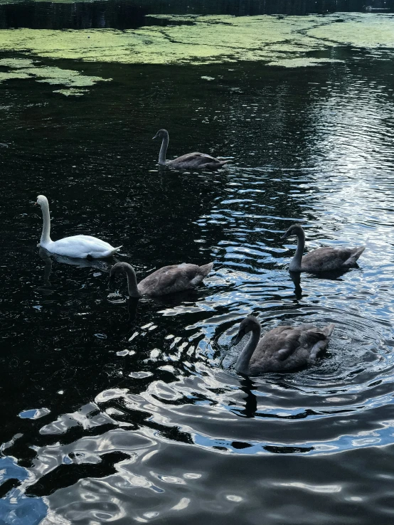 several ducks swimming in the water with green algae in their mouths