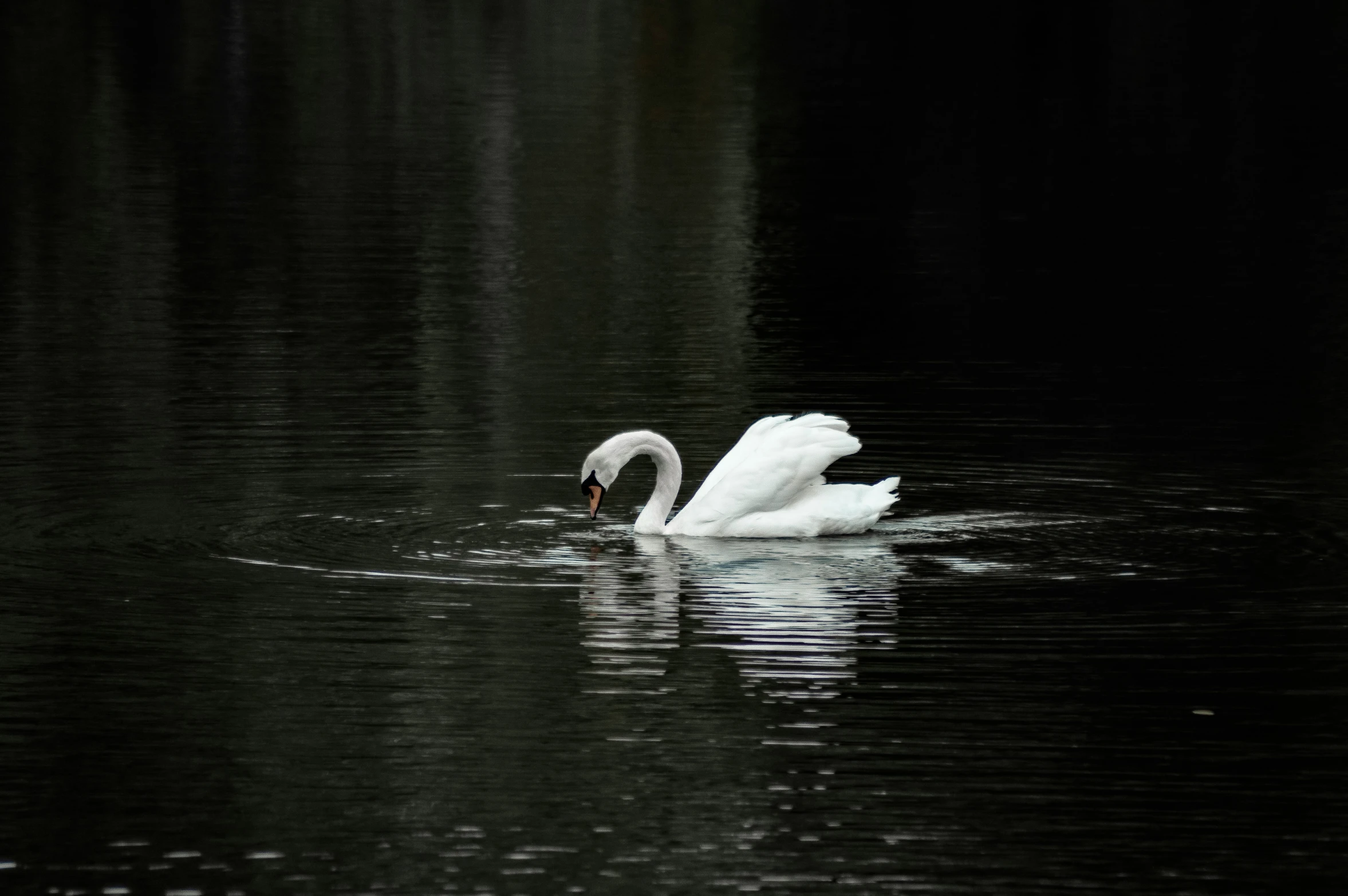 the swan is in the dark swimming down the water