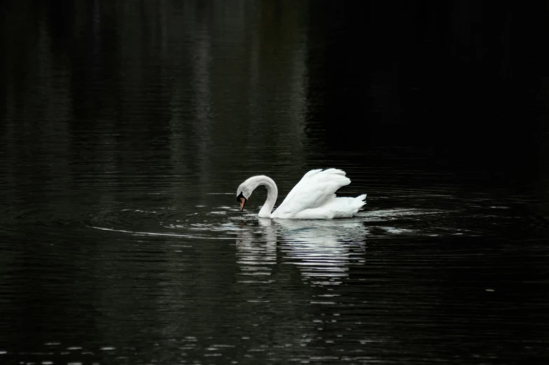 the swan is in the dark swimming down the water