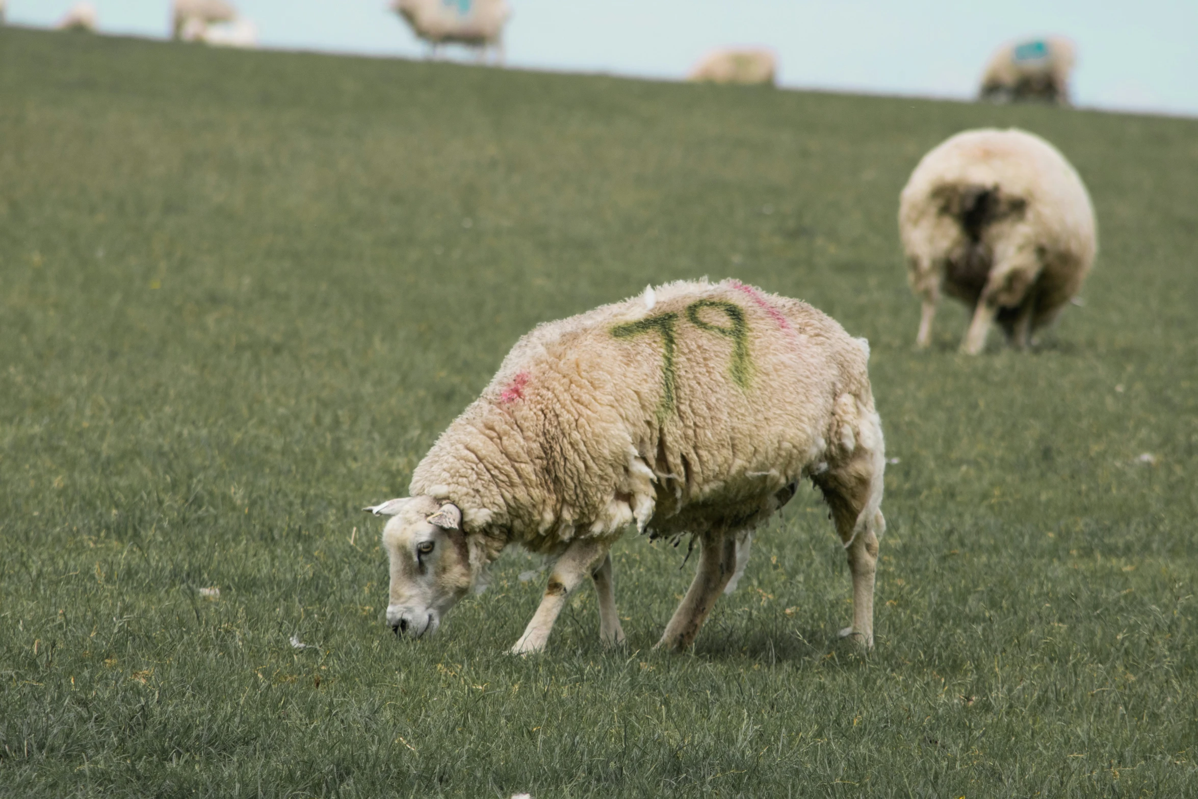 some sheep are grazing in a field with writing on it