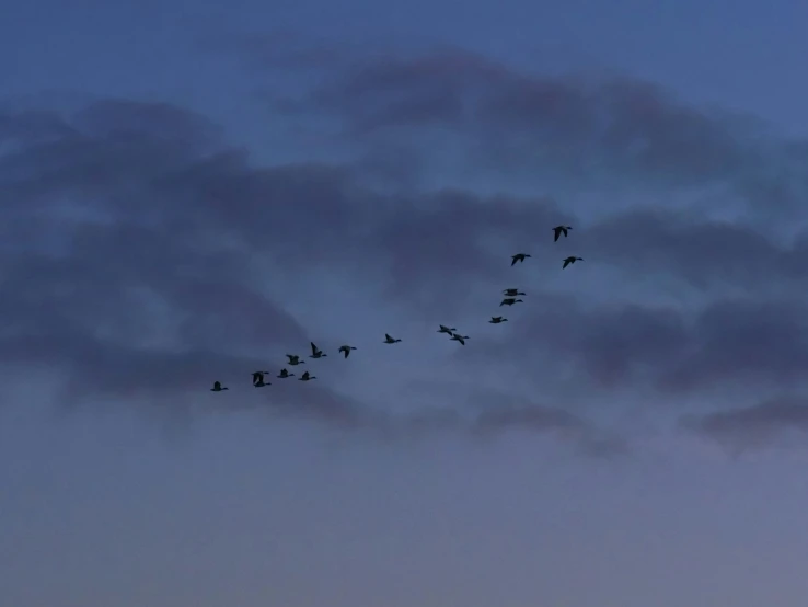 a flock of birds flying into a dark night sky
