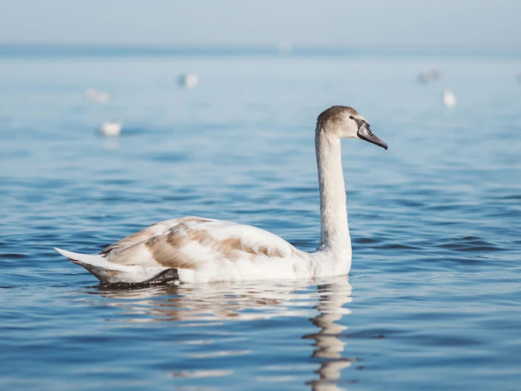 a duck swimming on the water while ducks in the background swim