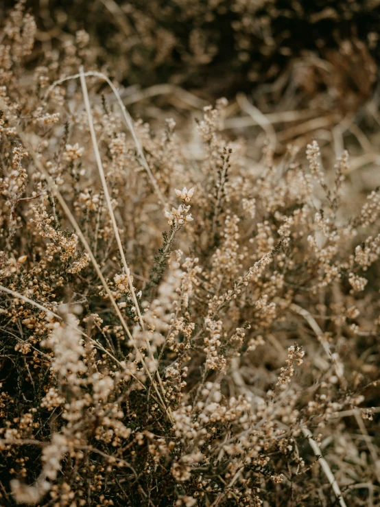 the flowers are all over the field for us to see