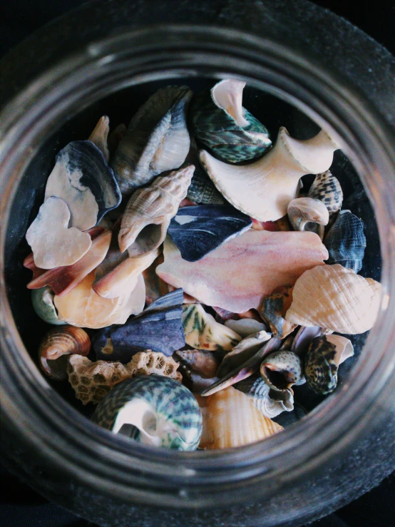 a jar with several seashells in it