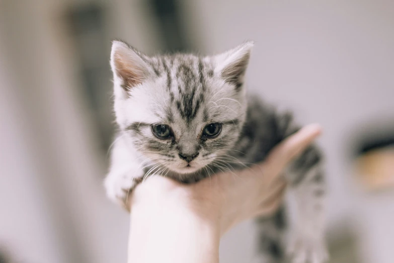 a hand that is holding a small grey kitten