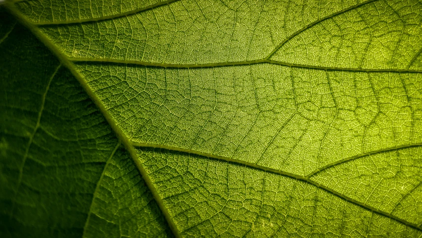 the side of a green leaf with some thin leaves in it