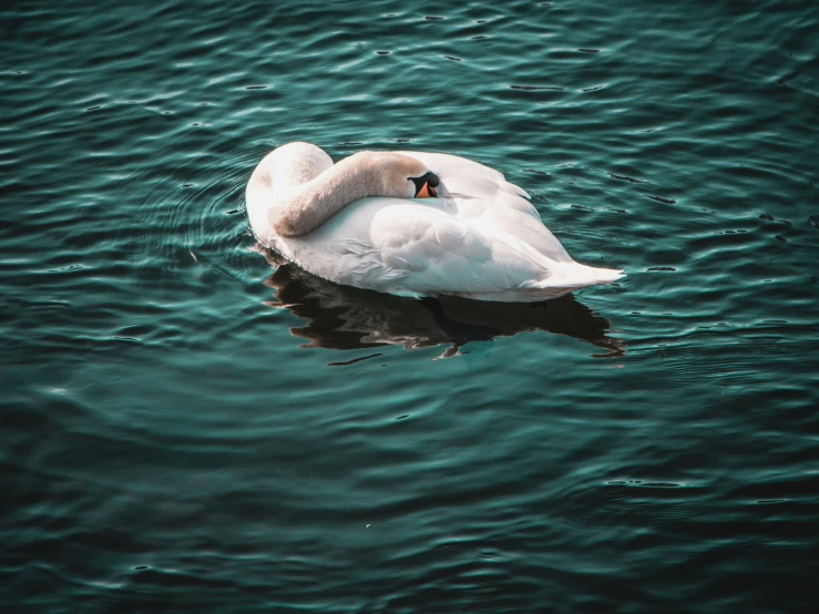 there is a swan that has just caught a fish