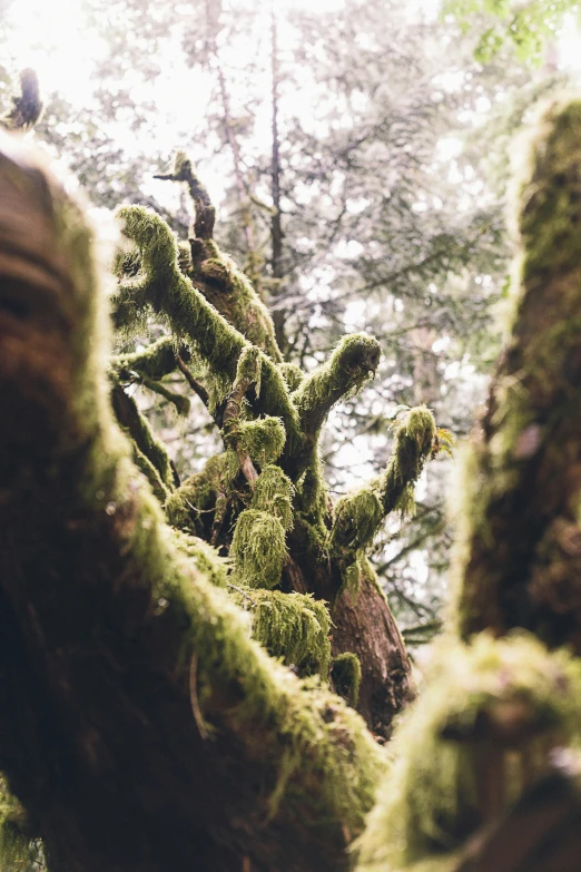 moss covered trees on the side of a hill