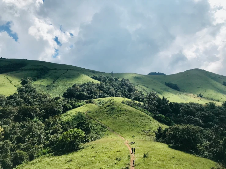 a large grassy hill with trees on top