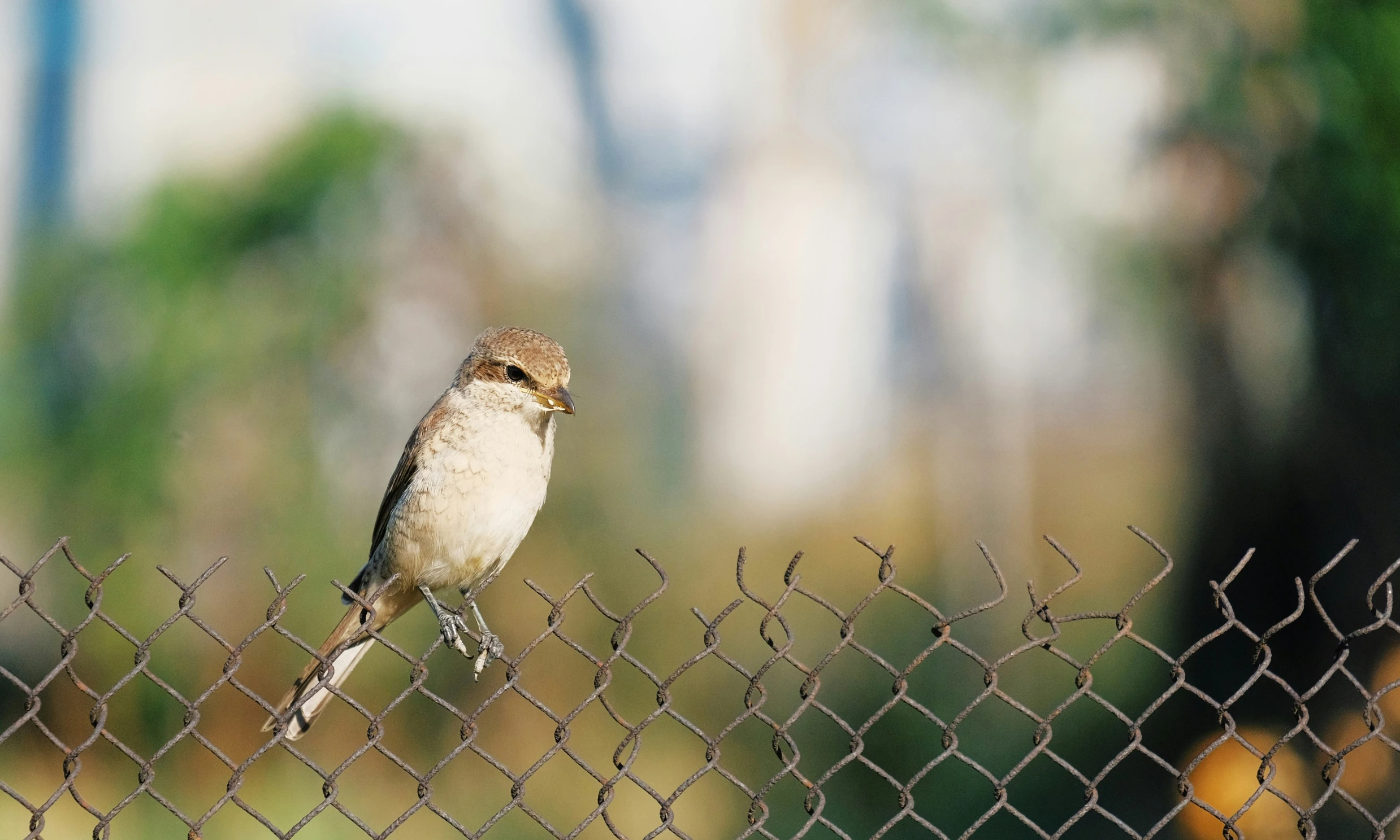 a bird is sitting on a fence