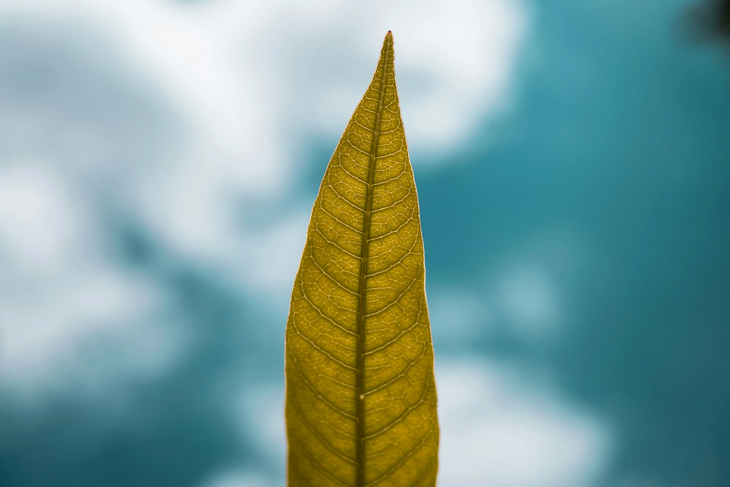 the top of a tree leaf on a blue sky