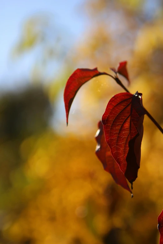 a close up of a red leaf and its stem