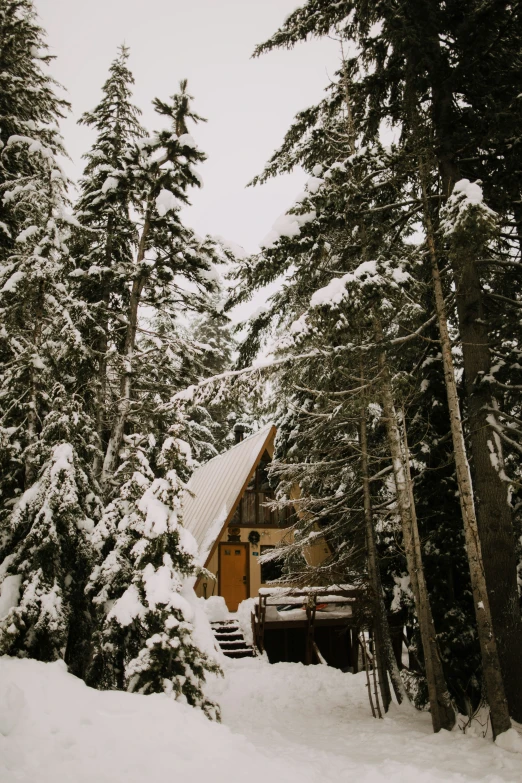 a cabin in the middle of a pine forest