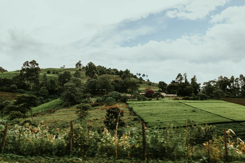 a large green field sitting next to a forest