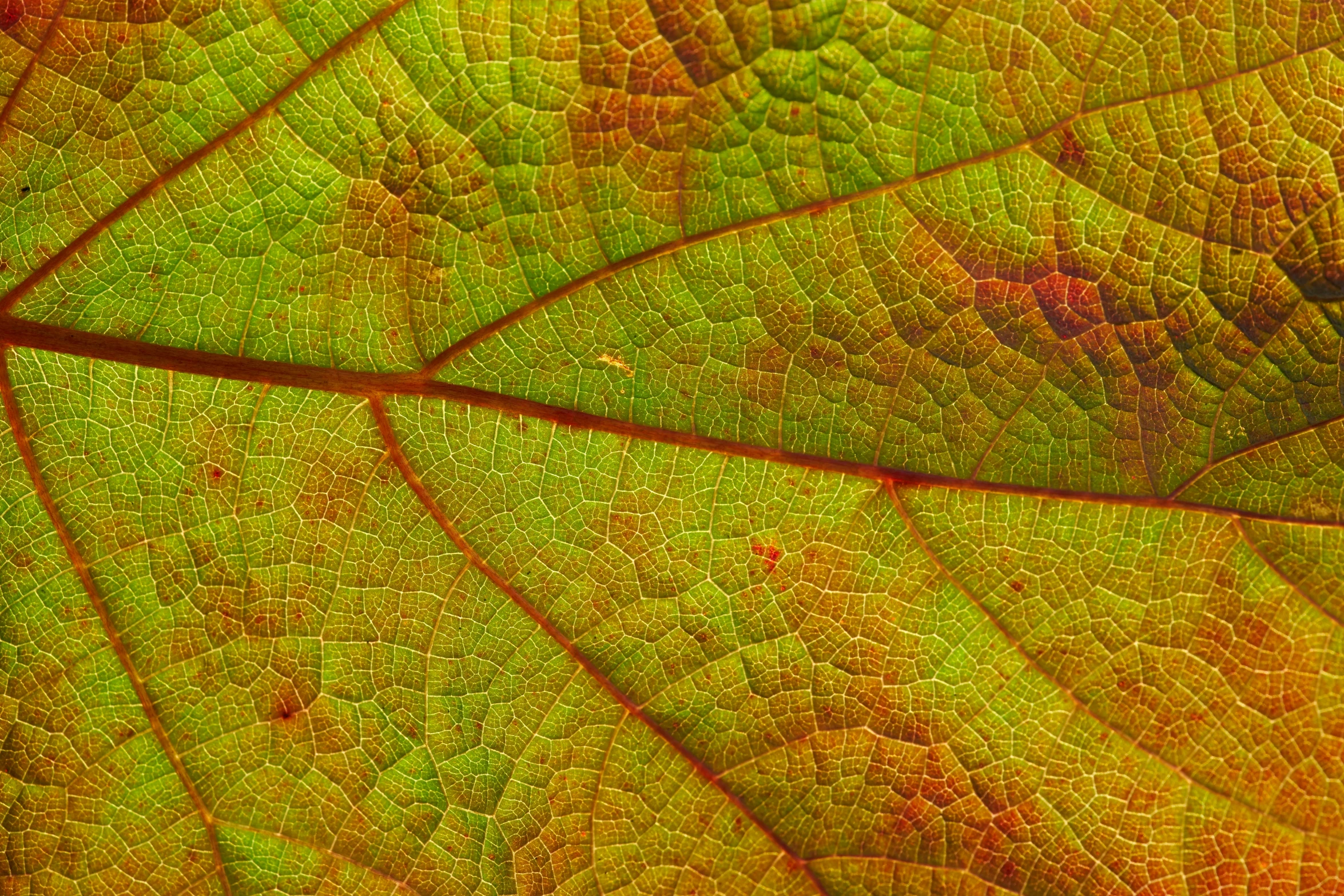 a close up of the underside of a leaf