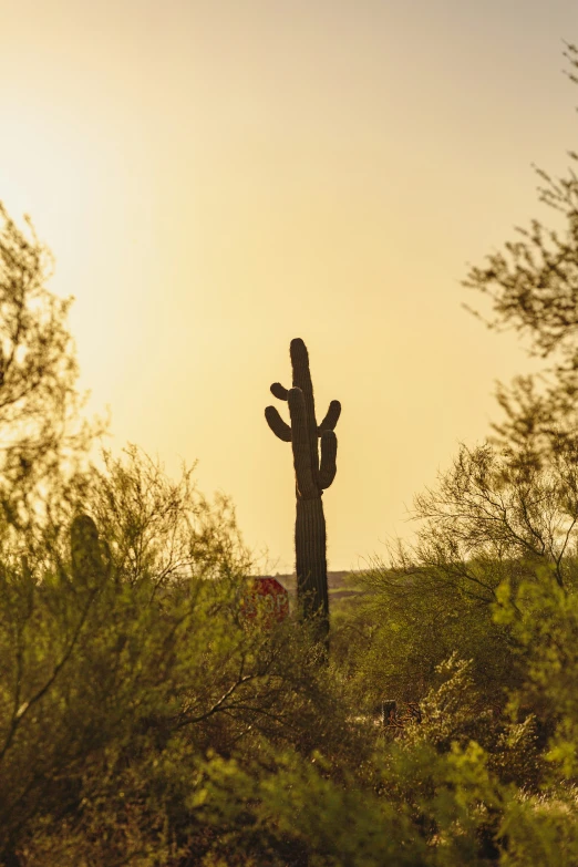 silhouetted cactus at sunset in the open land