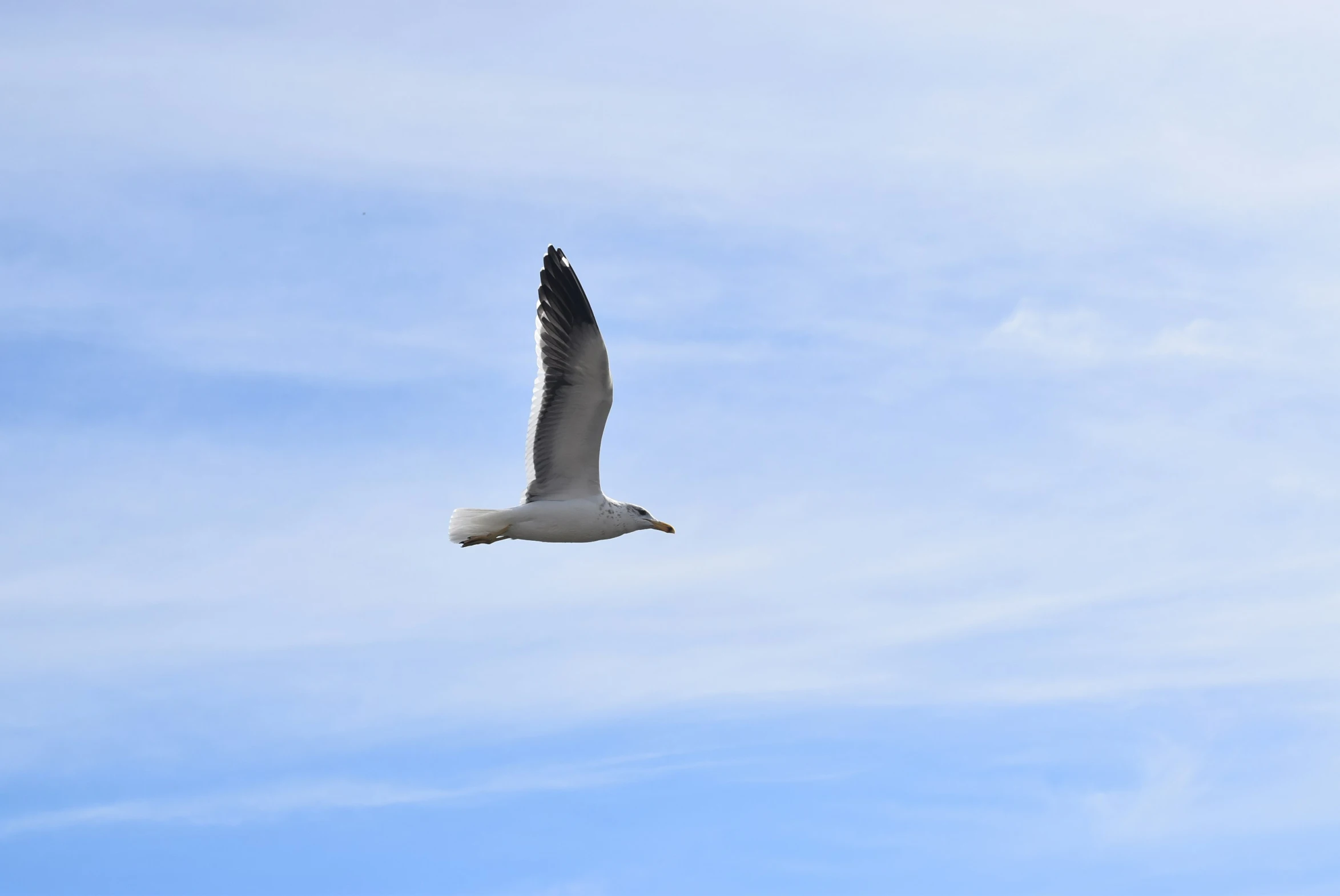 there is a seagull flying through the blue sky