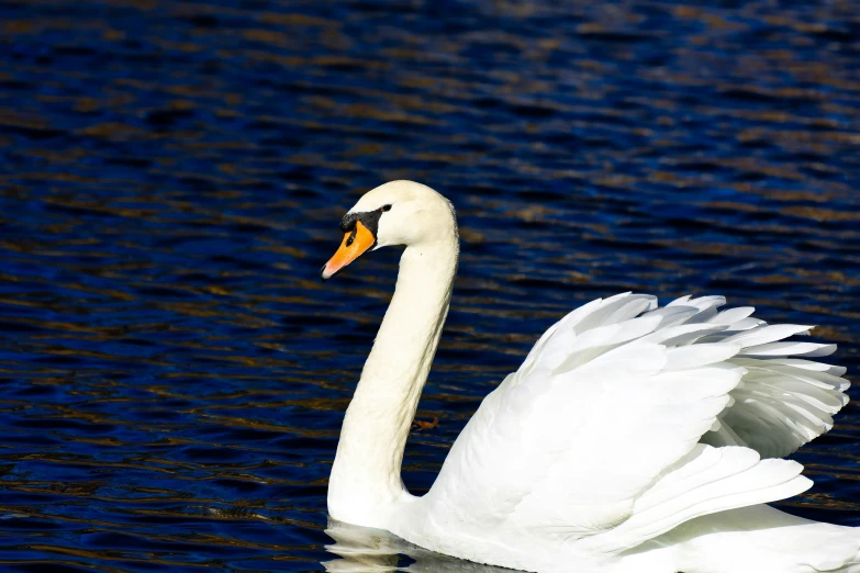 a swan flaps its wings in the water