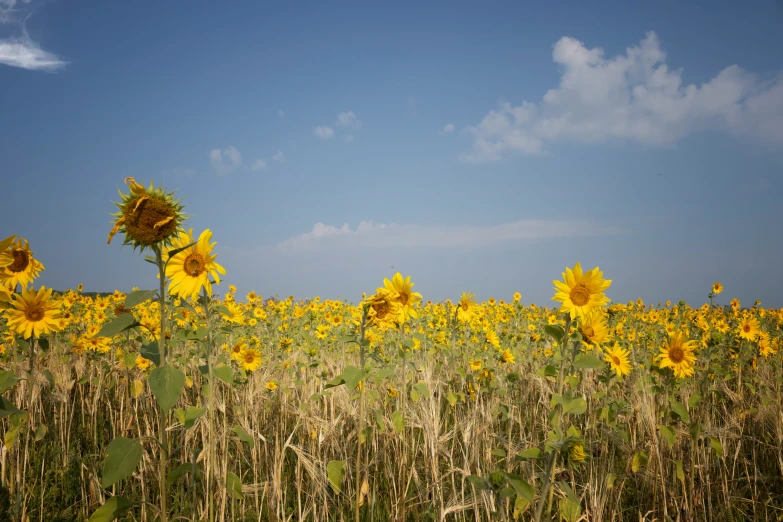 a field with some very large yellow flowers