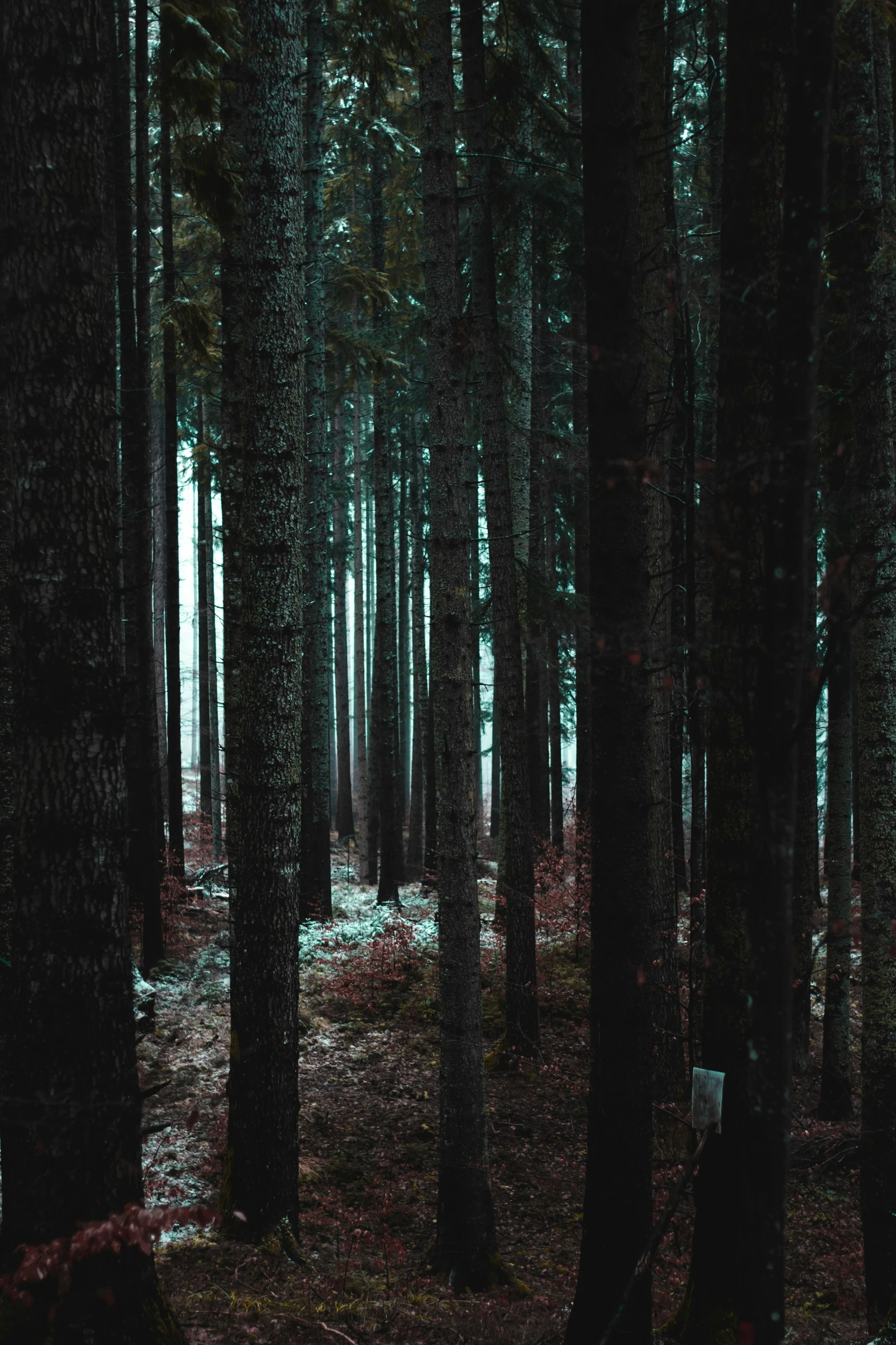 a forest filled with tall, slender trees in the middle of the night