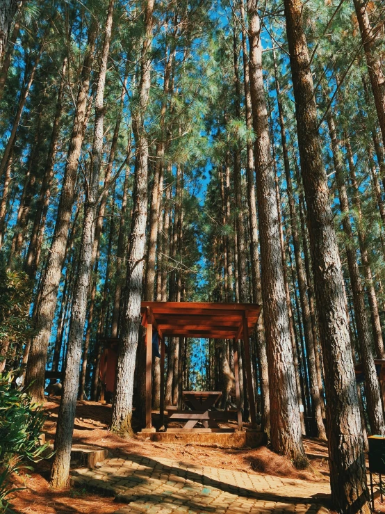 an image of trees and a bench at the top of it