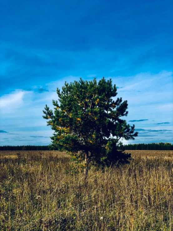 a lone tree on a grassy plain under a bright blue sky