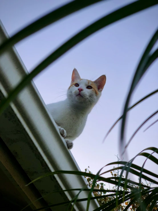 a white cat stares over the side of a wall