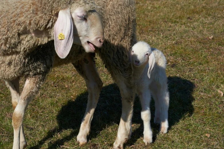 a sheep standing next to a baby sheep on top of a green field